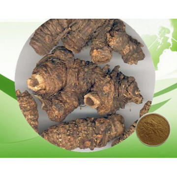 Healthy and Organic Herb Qianghuo Incised Notopterygium